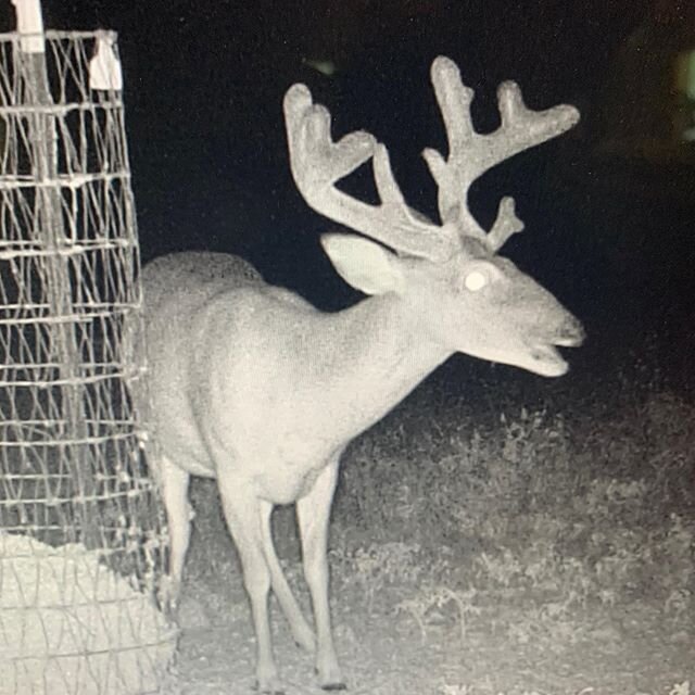 Loving these pictures of deer who have been on Fortified Cottonseed all year long!  #fortifiedcottonseed #protein #deernutrition #bigdeer