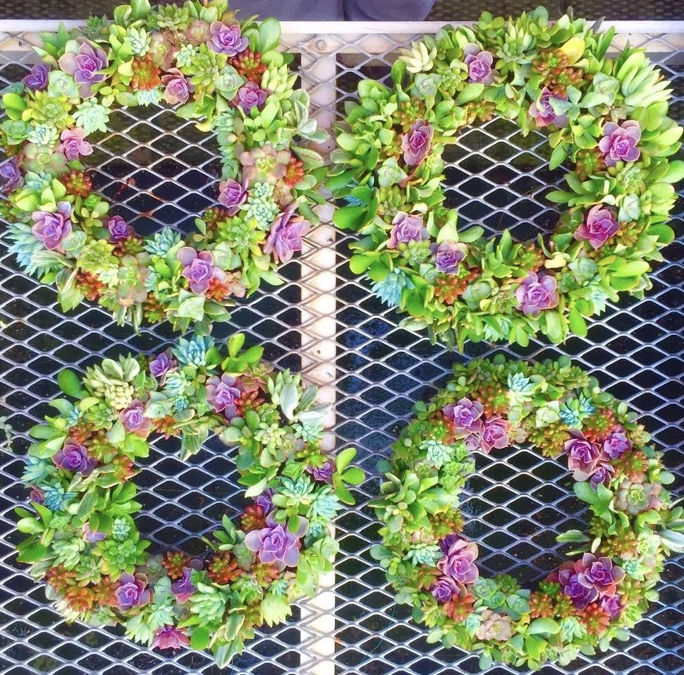 wreath wall of succulent.jpg