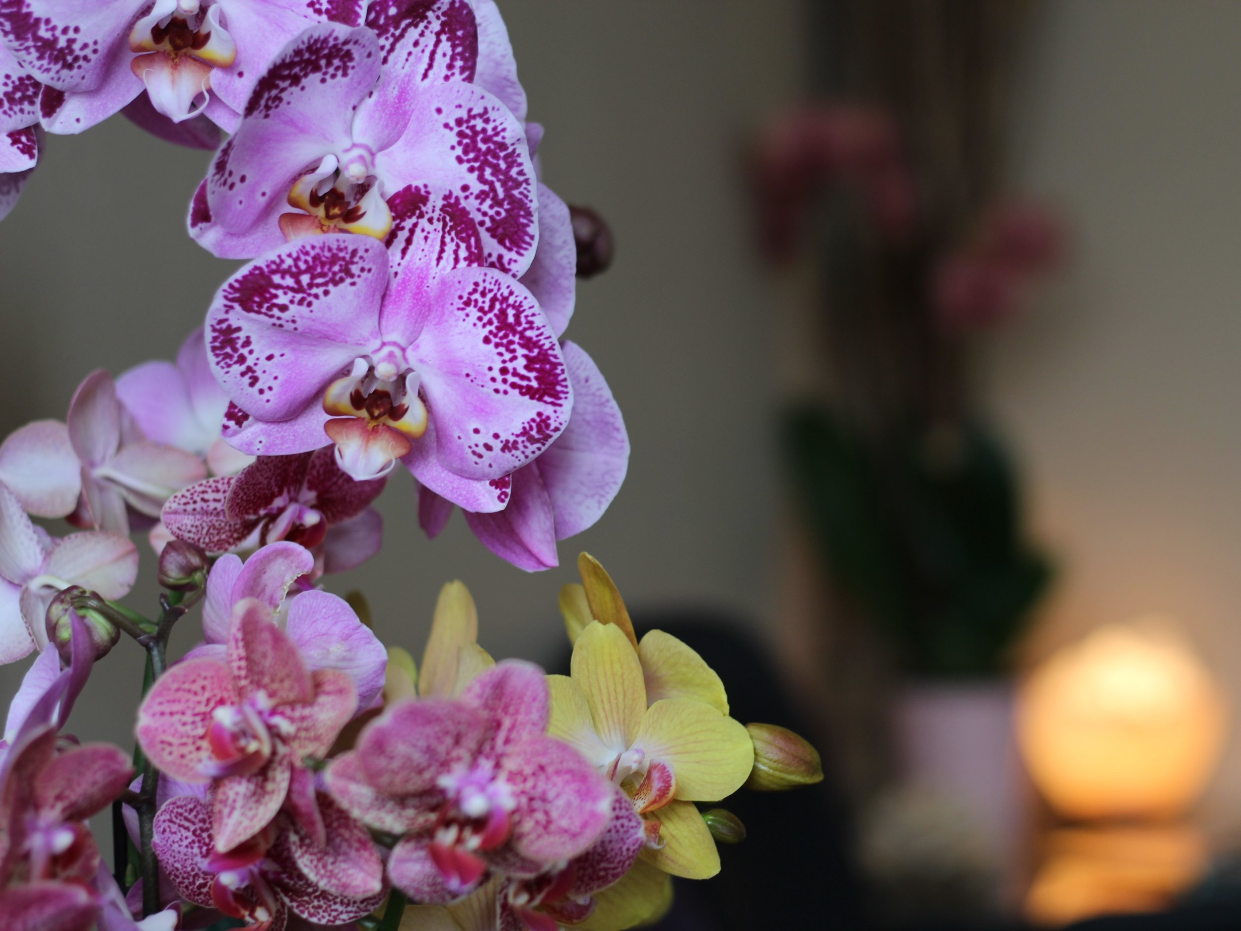 OUR CENTER ORCHIDS.jpg