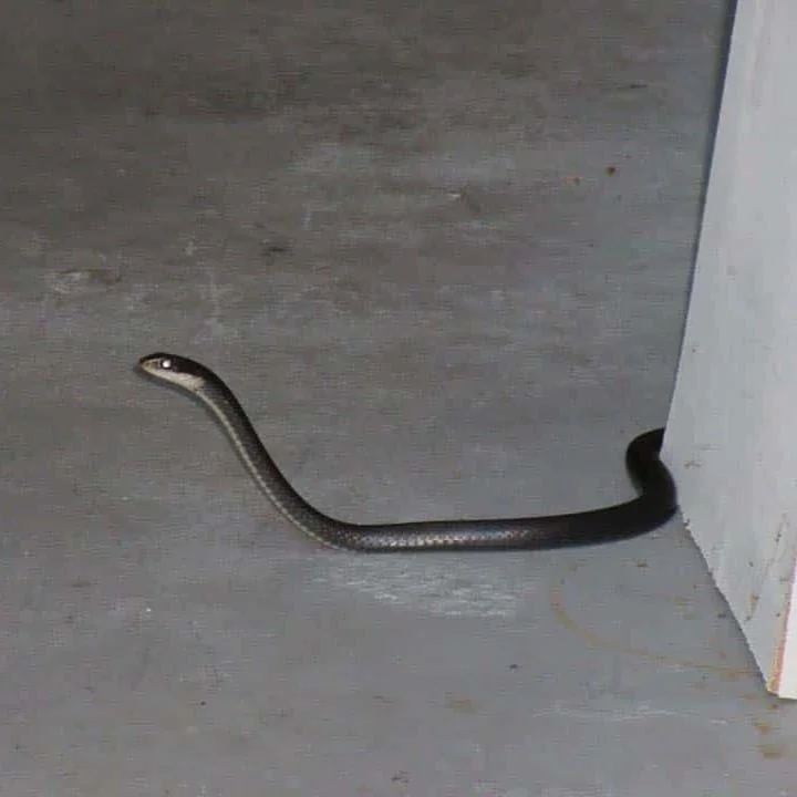 Wildlife Pest control