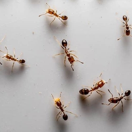 odorous-house-ant-faqs-and-overview.jpg