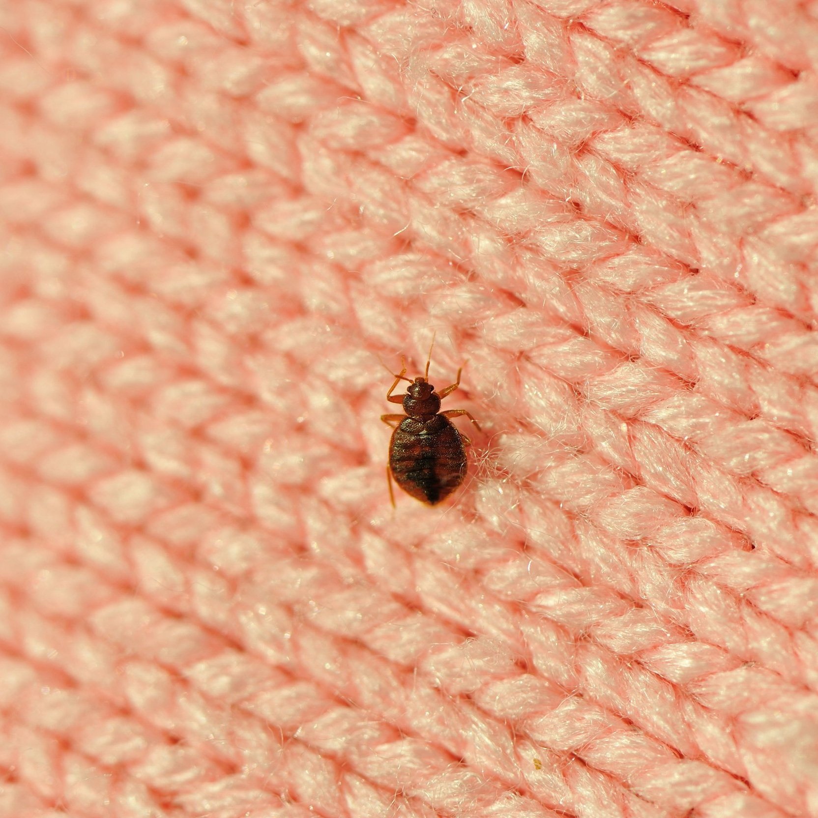 single-bed-bug-on-a-blanket-fiber-royalty-free-image-183382435-1566232422.jpg