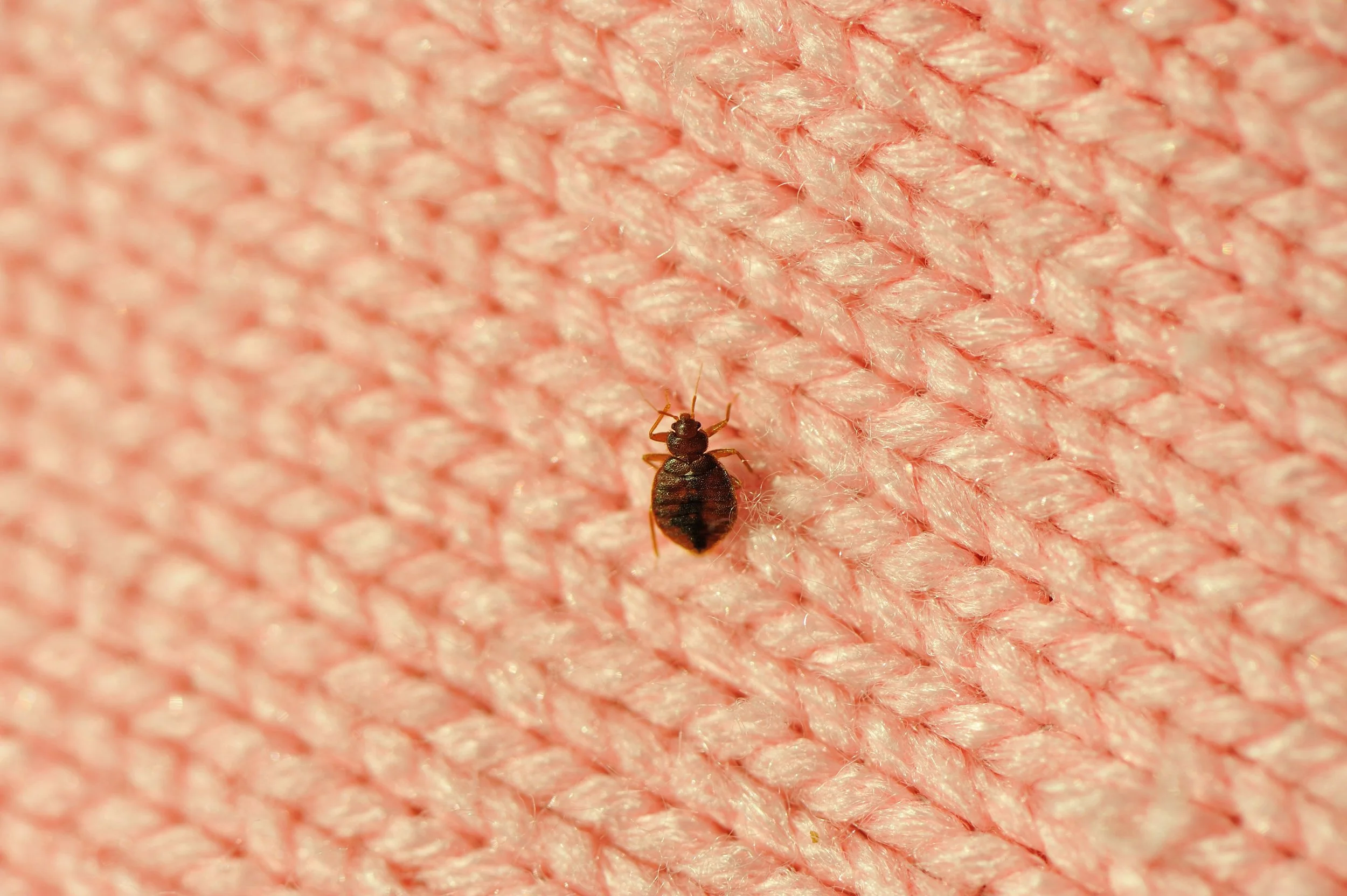 Bed Bug Detection &amp; Control 