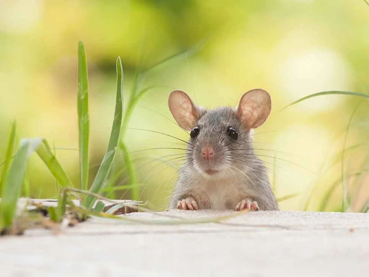 Rats &amp; Mice Pest Control 