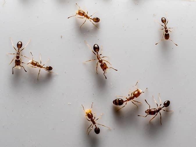 Ant Pest Control 