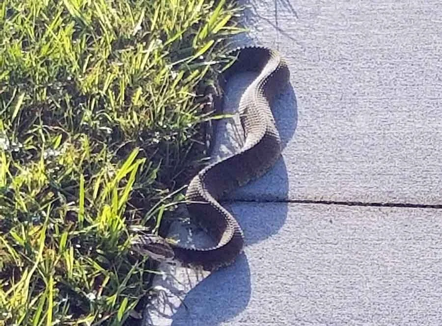 Wildlife Pest Control