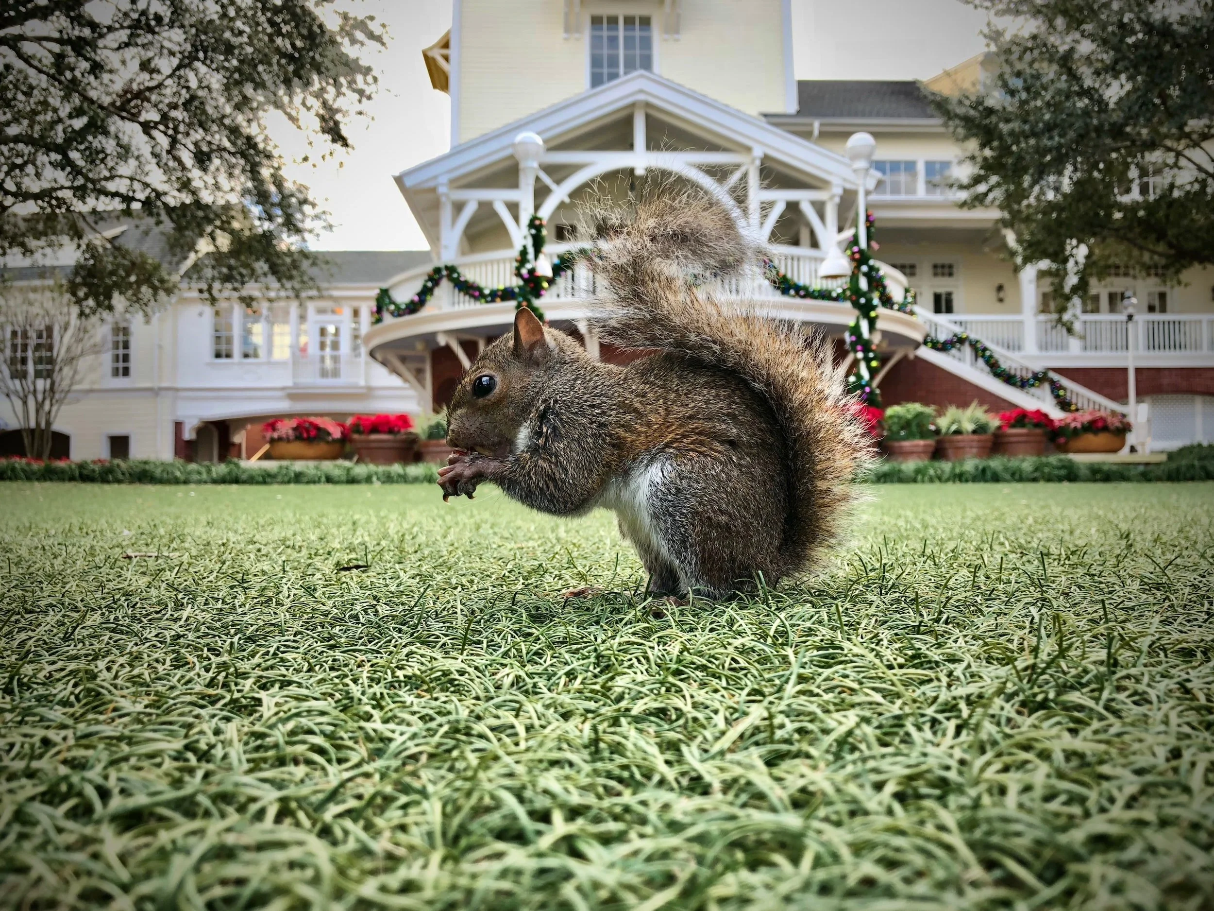 Rodent Pest Control