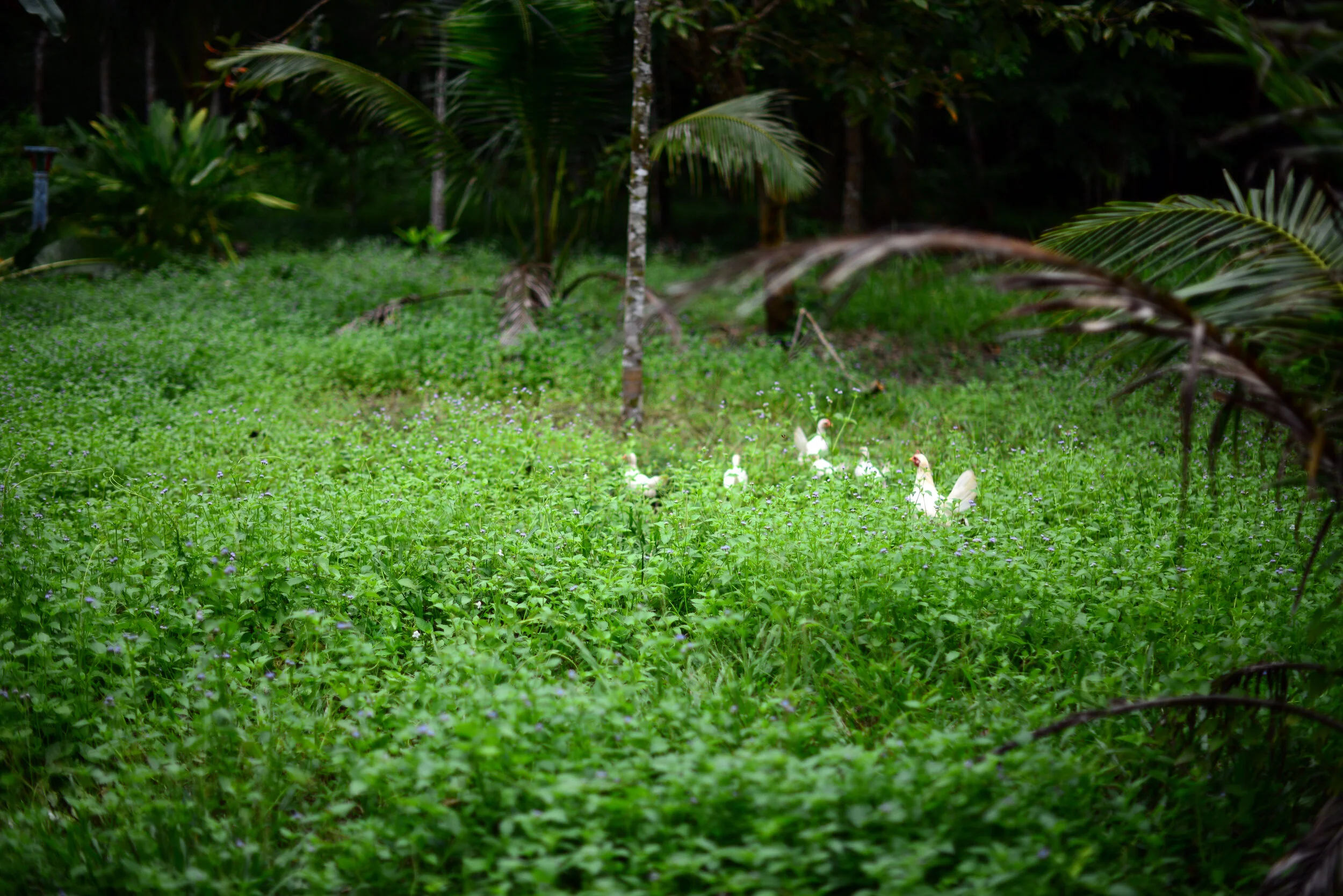 DSC_6974.jpg