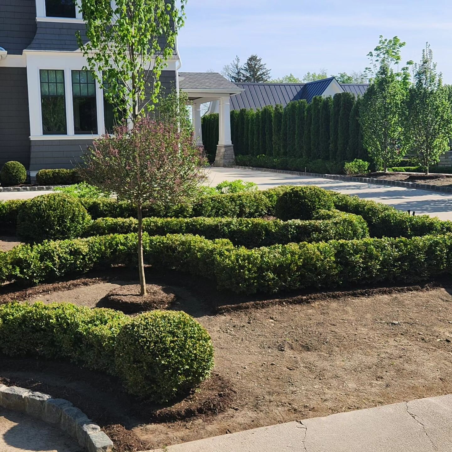 Specimen trees and shrubs being installed at our Northville project. 
#boxwood #arborvitae #landscapearchitect #landscapedesign