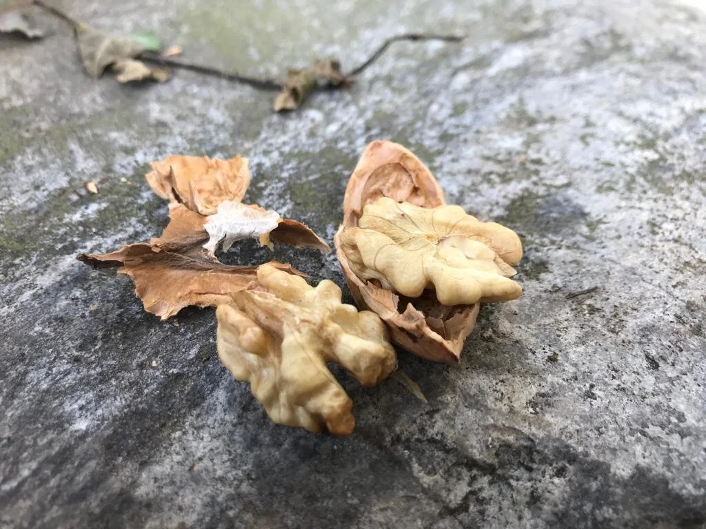 Bio Baumnüsse aus Bern