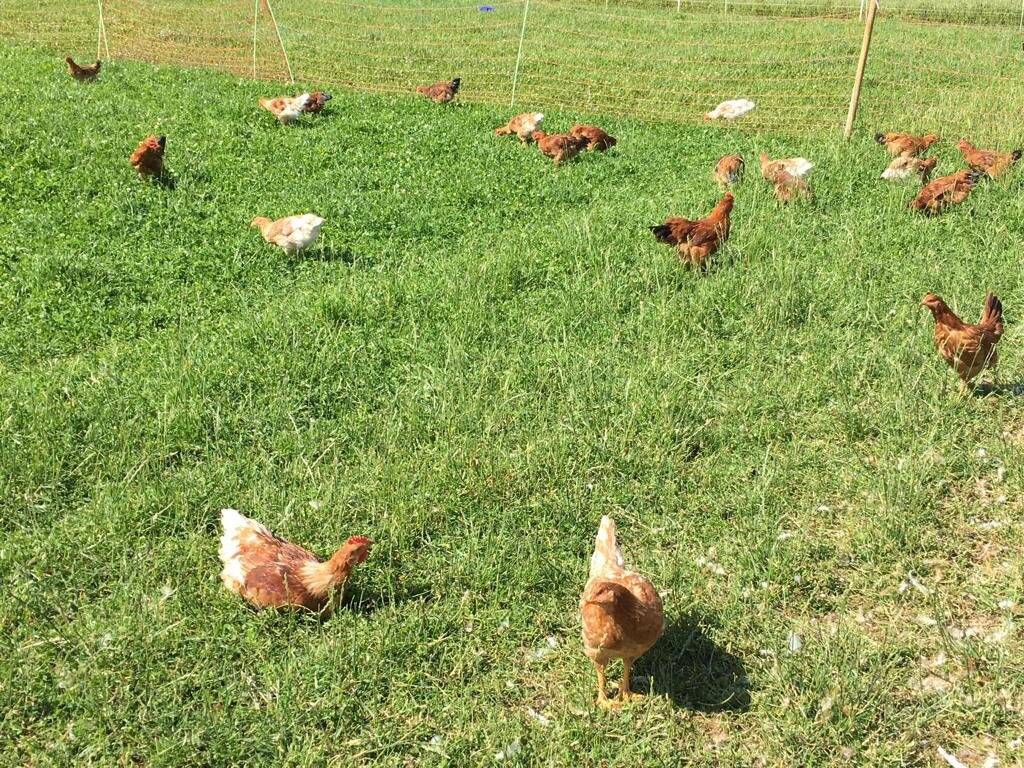 Hühner auf Bio-Bauernhof in Bern