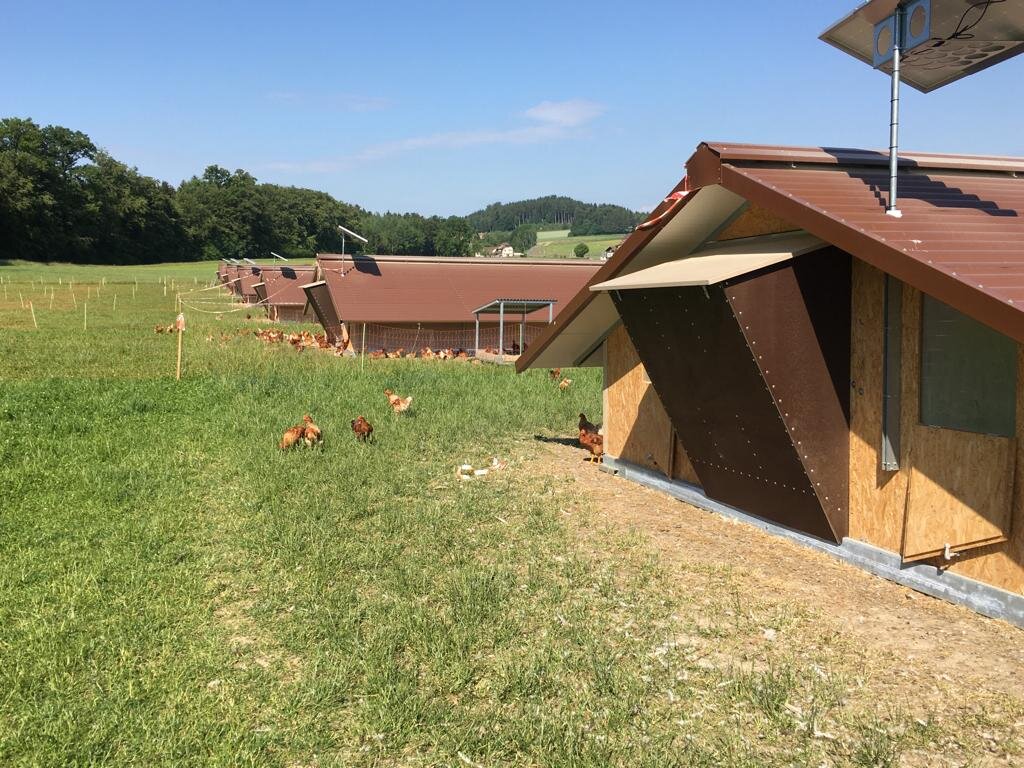 Hühner auf Bio-Bauernhof in Bern