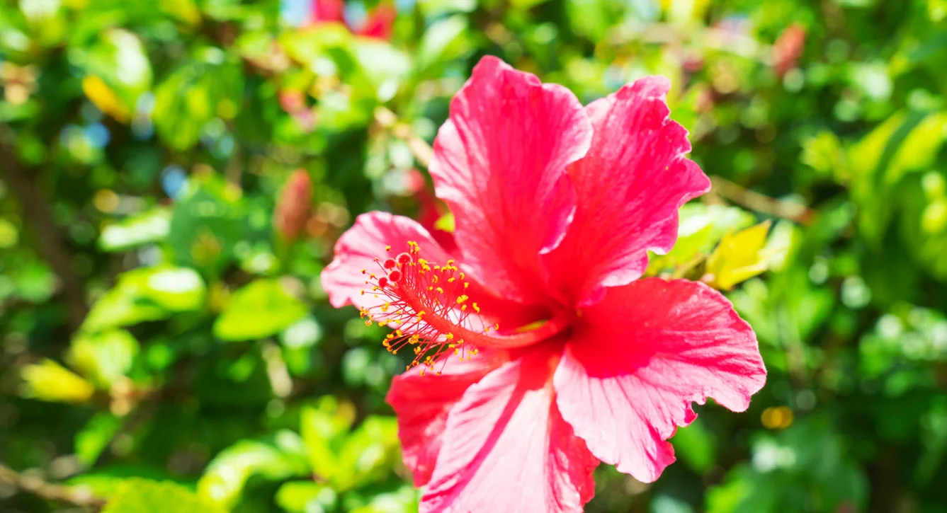garden-image-3.jpg