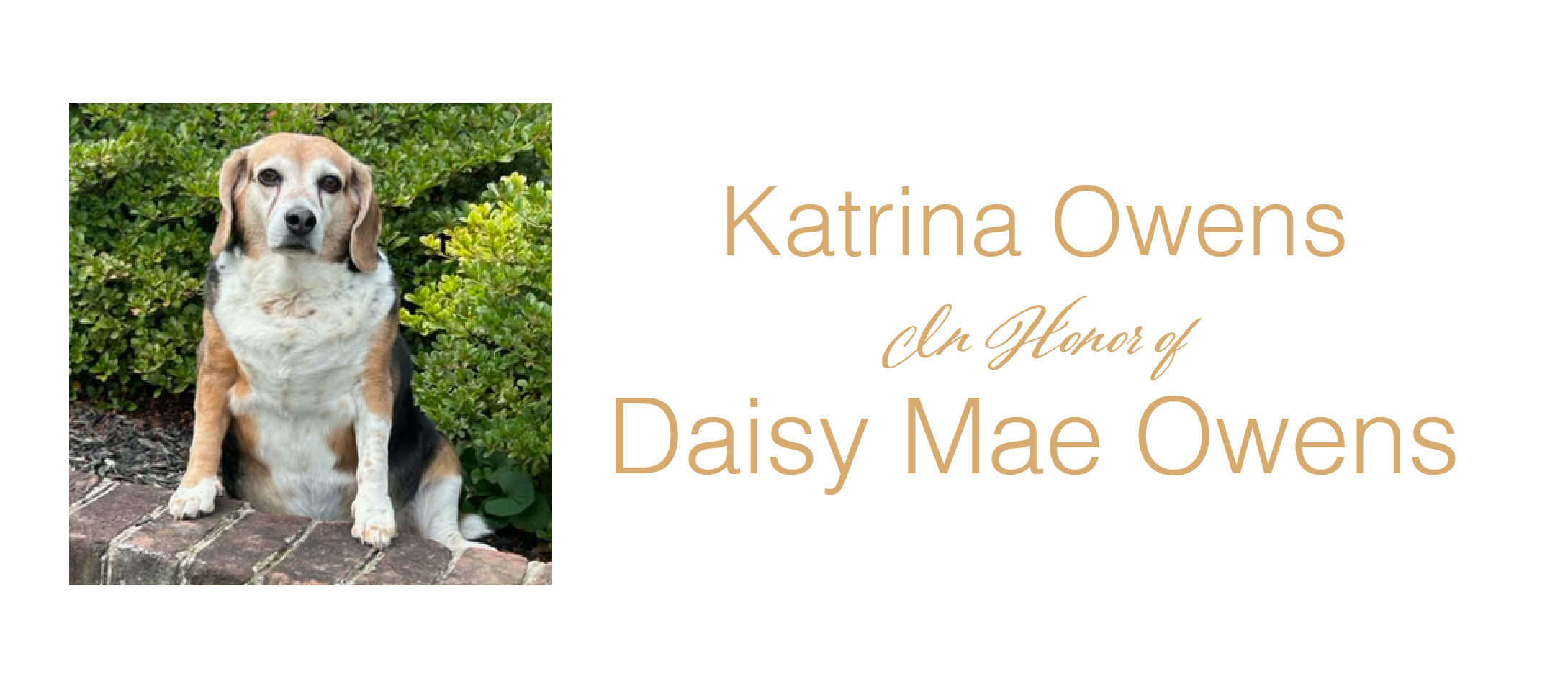 Katrina Owens Daisy Mae logo 2026.png