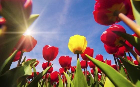 tulips.jpg