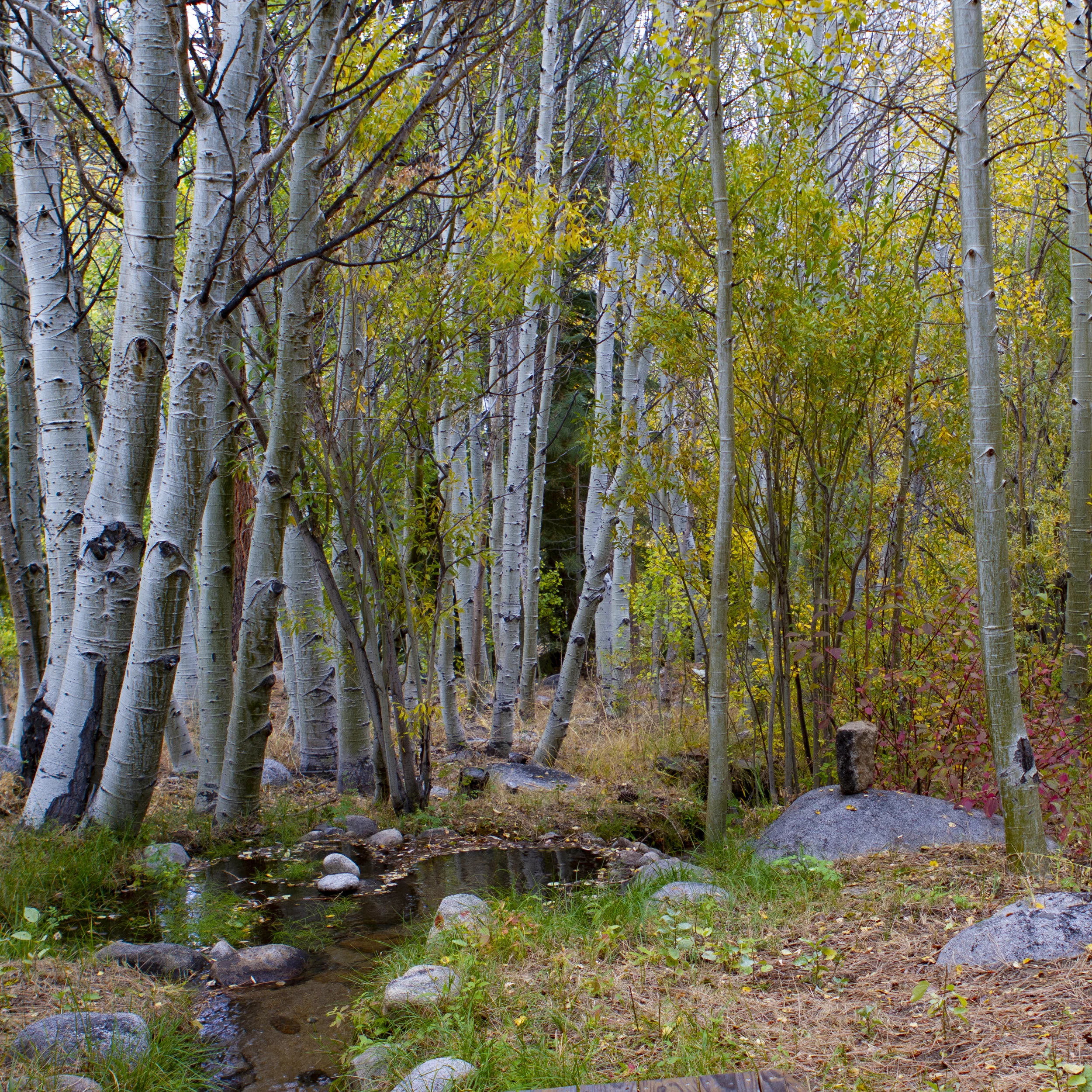 listen to wind and water