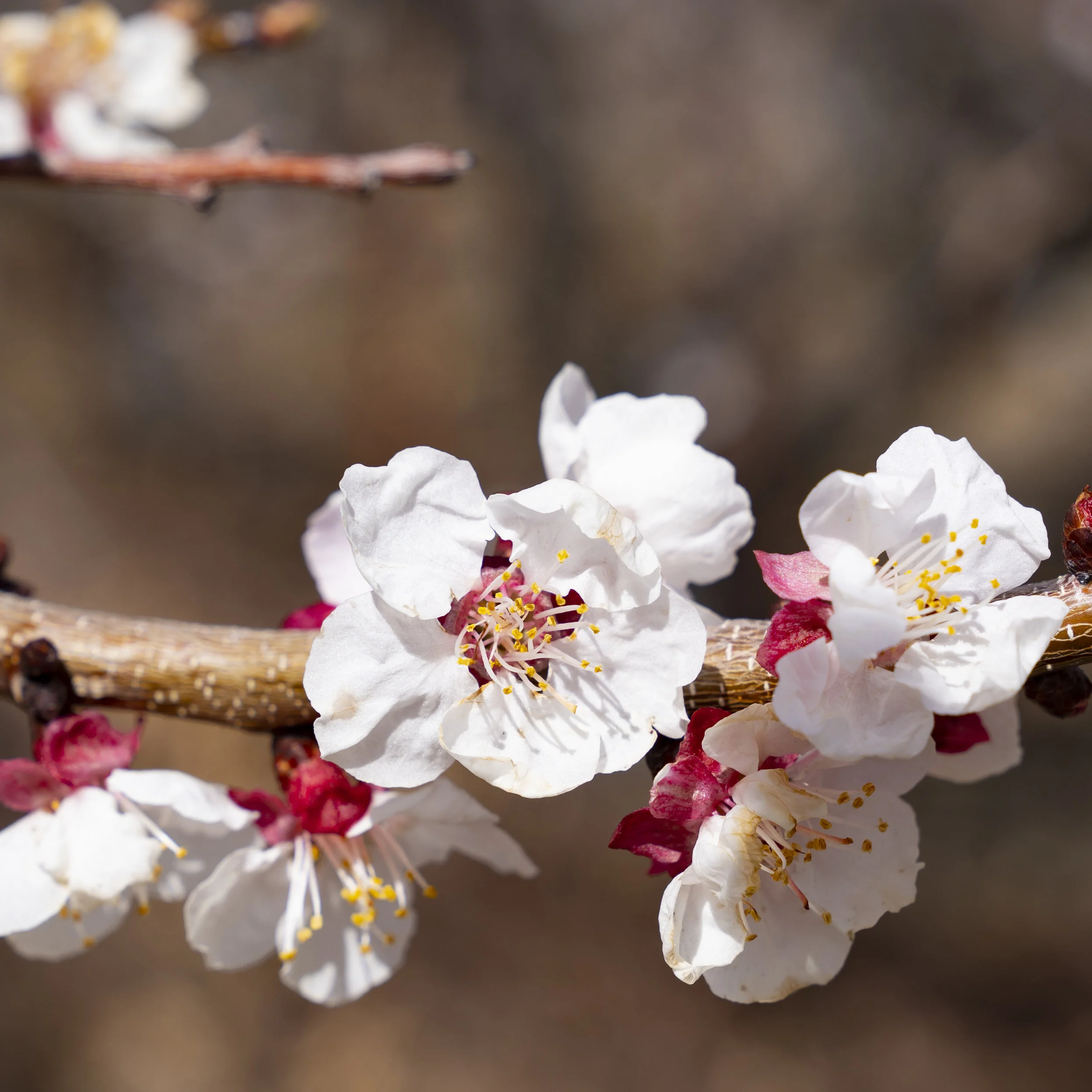 celebrate renewal