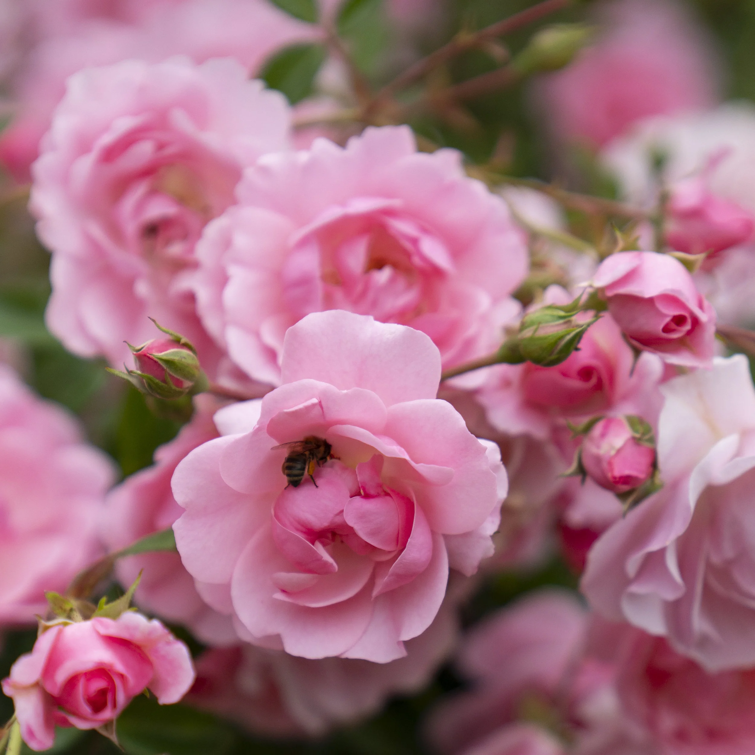 relish fragrance 