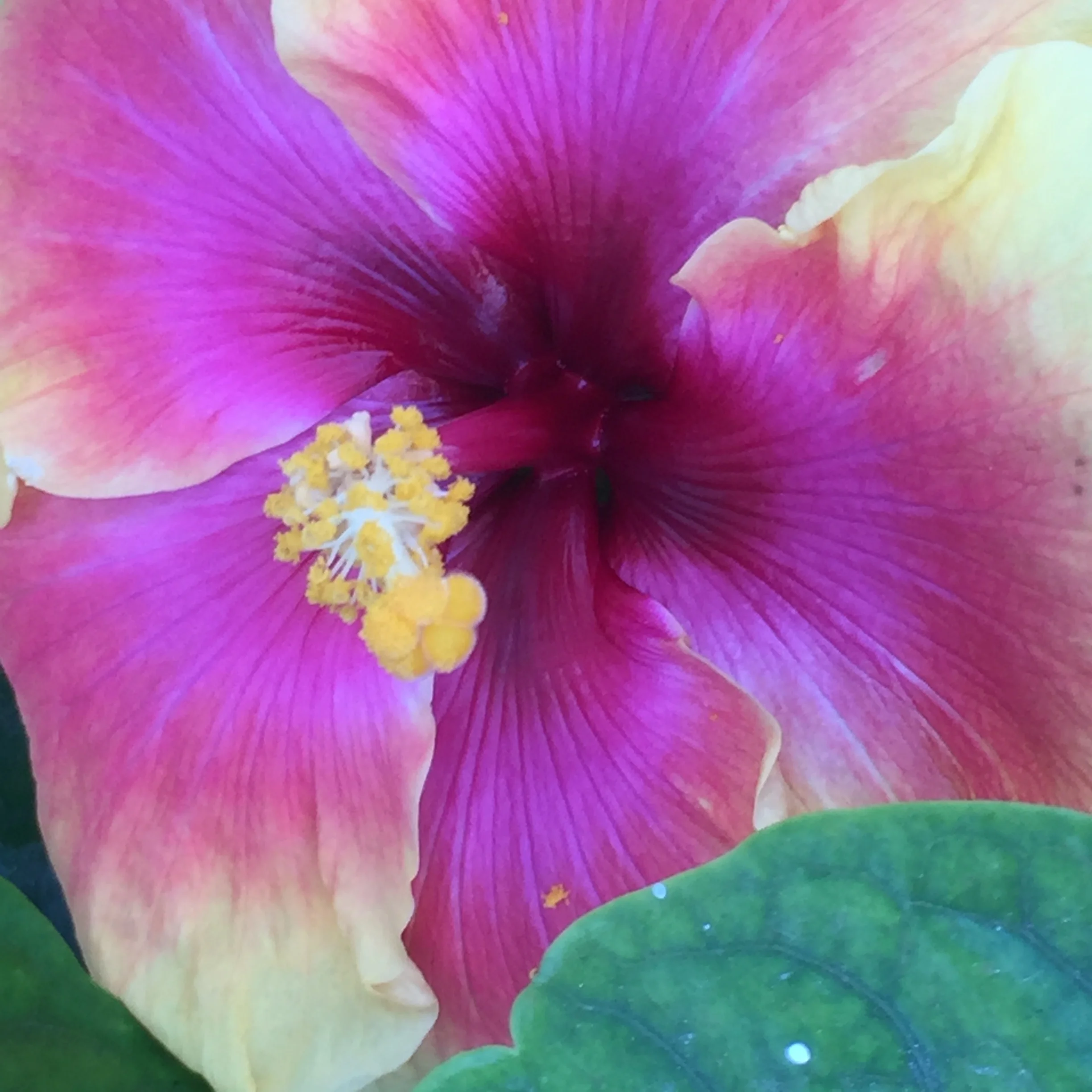 coz hibiscus 3.jpg