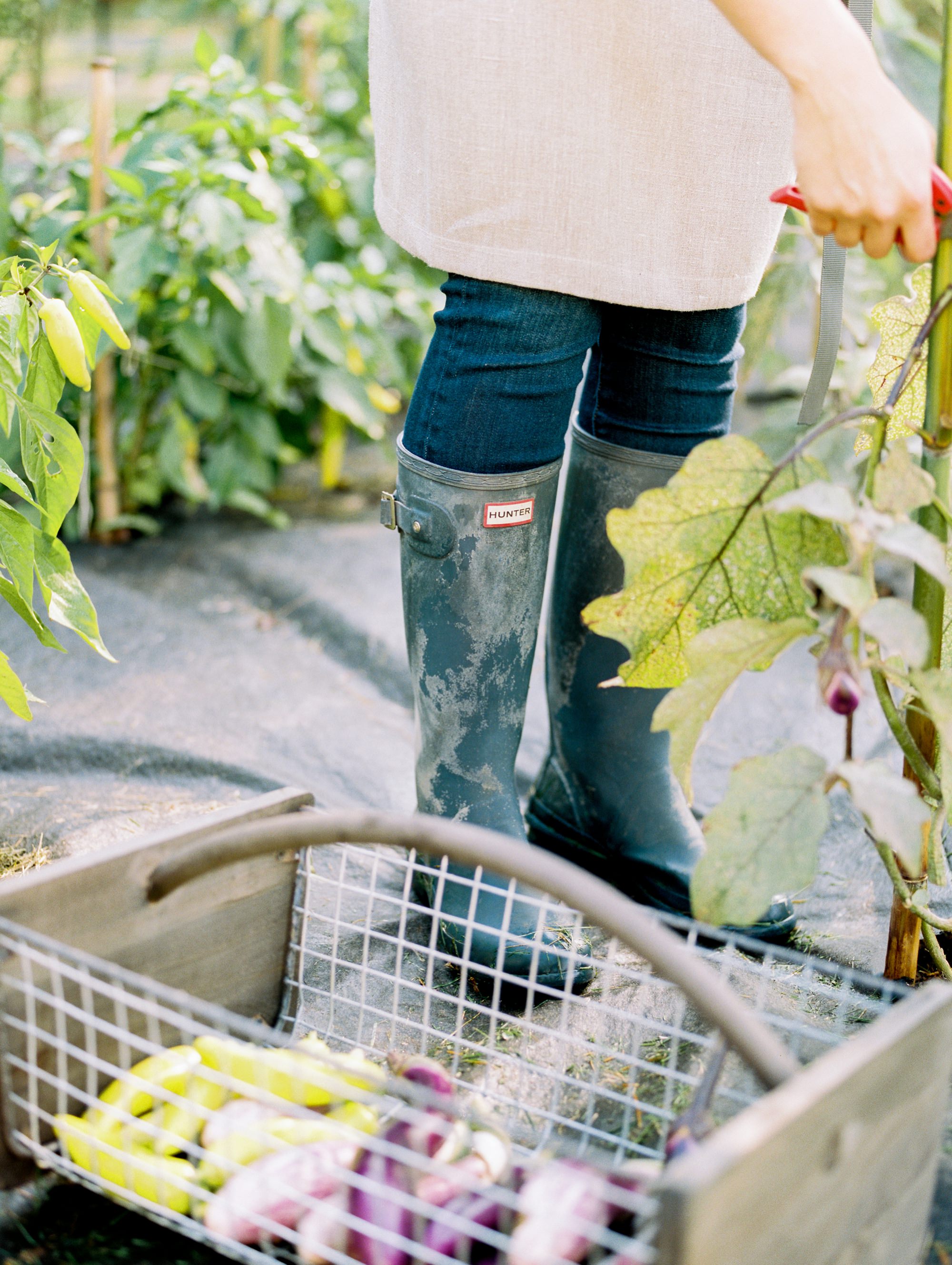  Process: Jodi harvests vegetables in her home garden. 