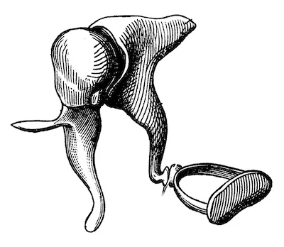 Malleus, Incus, Stapes