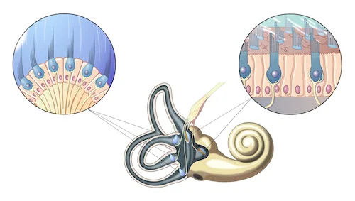 vestibular canals.jpg