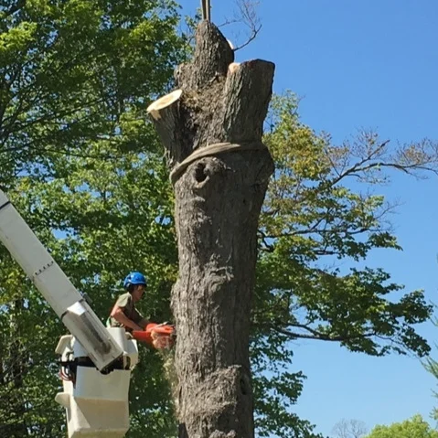 Isa Certified Professional Tree Removal Out On A Limb Tree Land