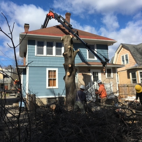Out On A Limb - Tree Removal Service LaGrange, NY