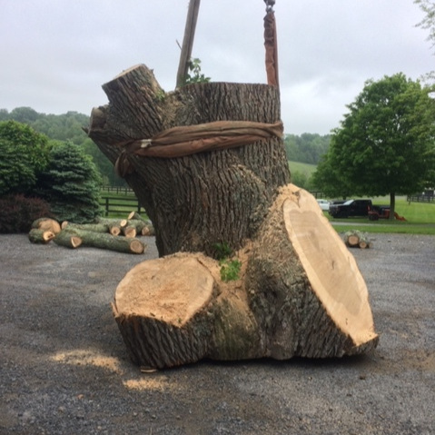 Out On A Limb - Tree Stump Removal Rhinebeck, NY