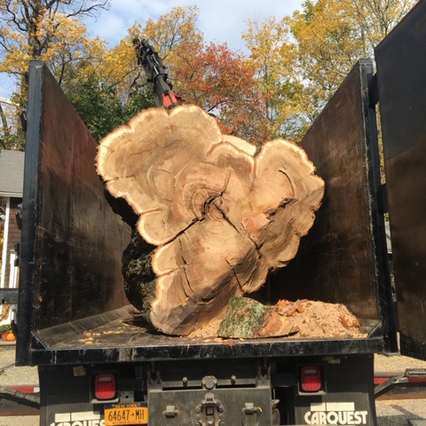 Out On A Limb - Tree Stump Removal in Fishkill, NY.