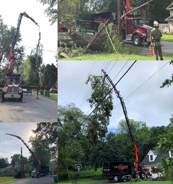 Out On A Limb Tree Land