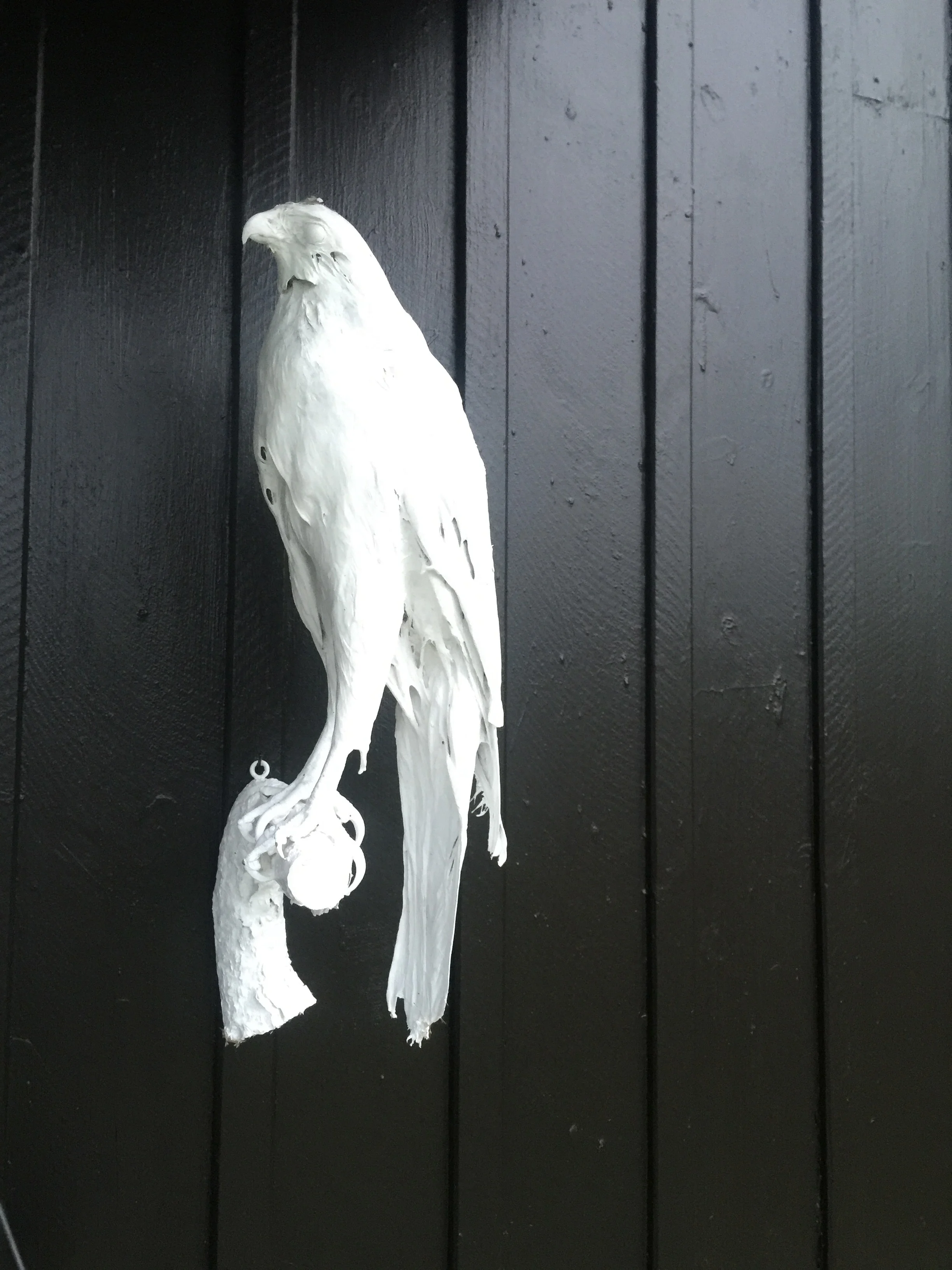 The bird