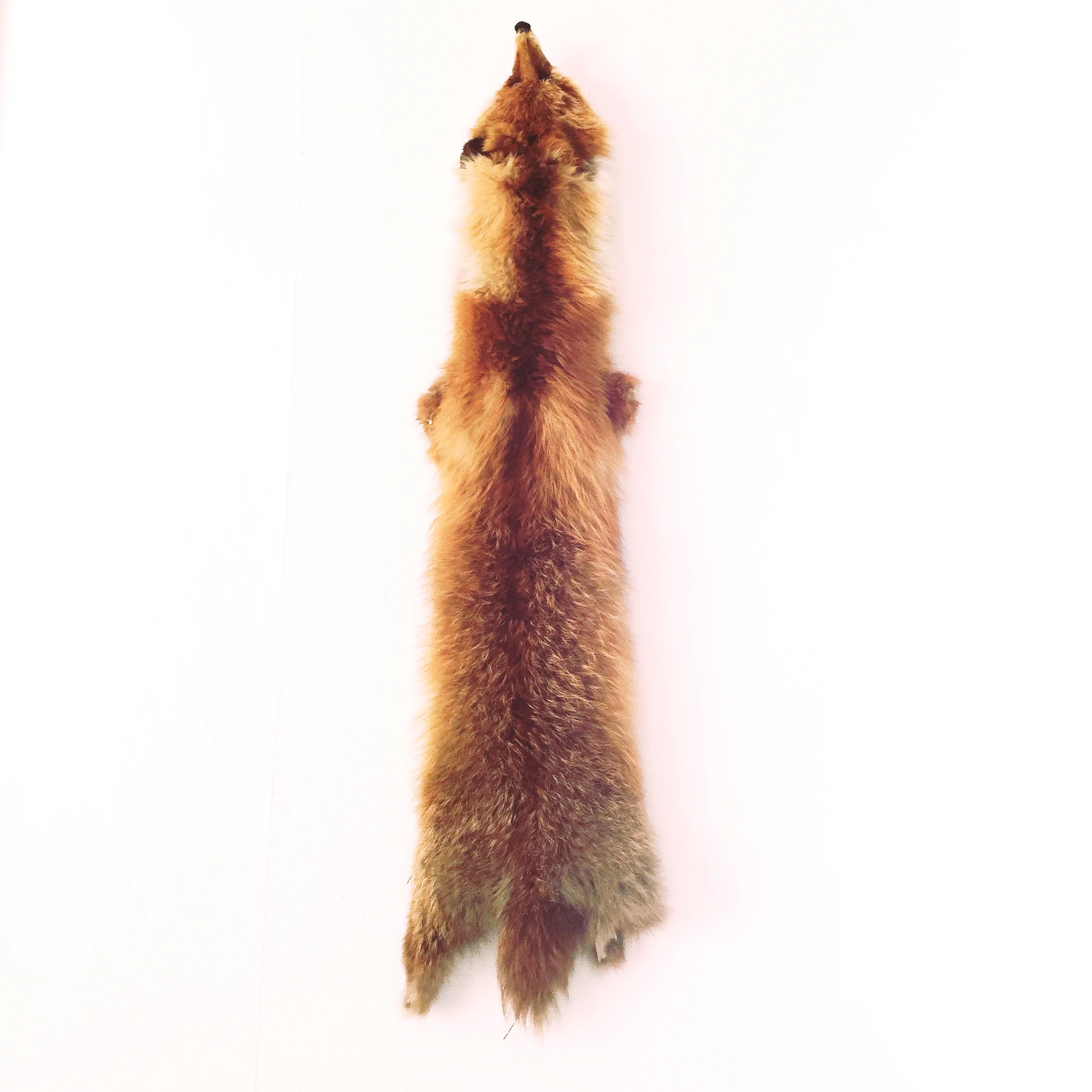  Sly as a fox! 