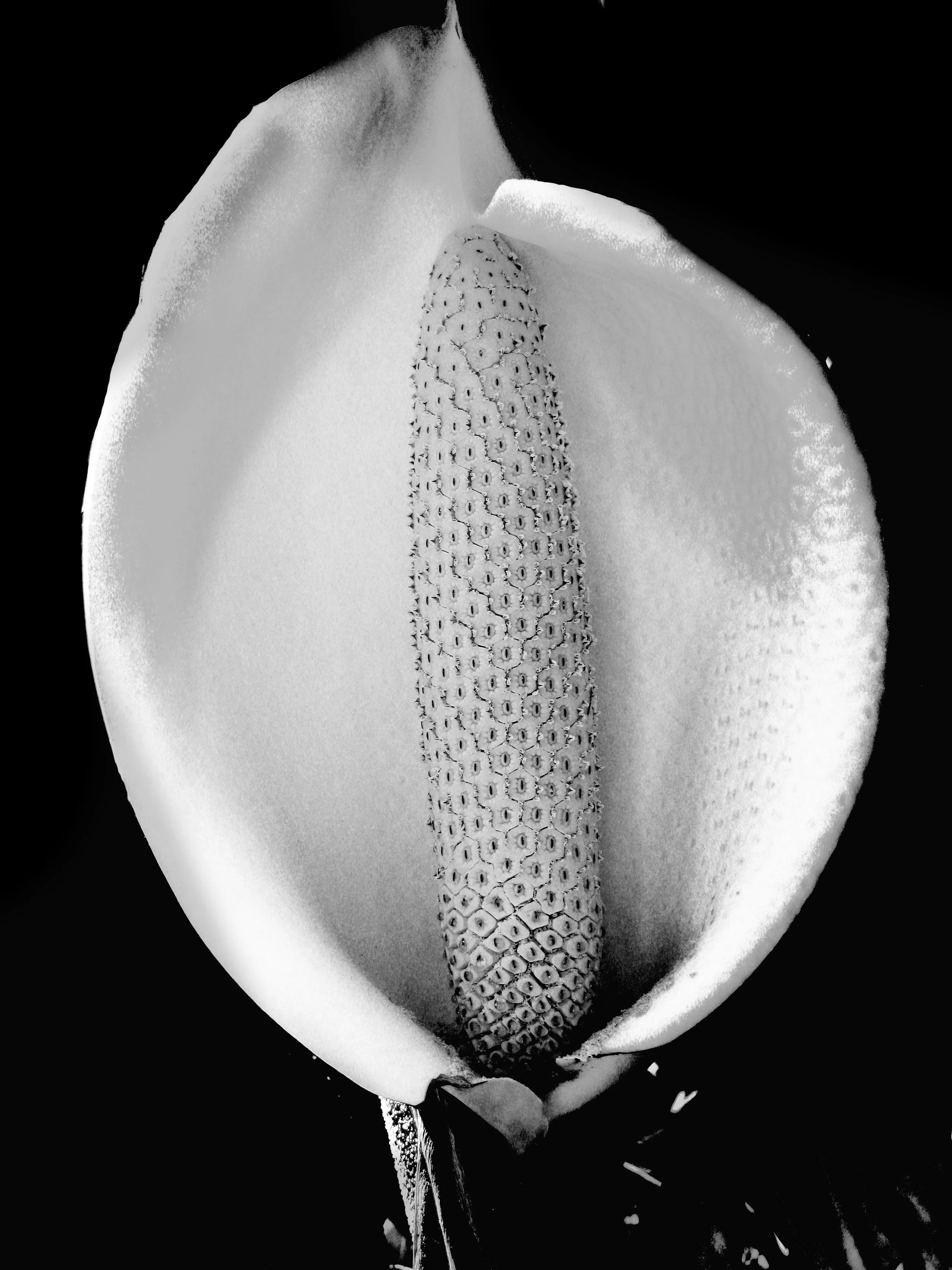 STILLEBEN