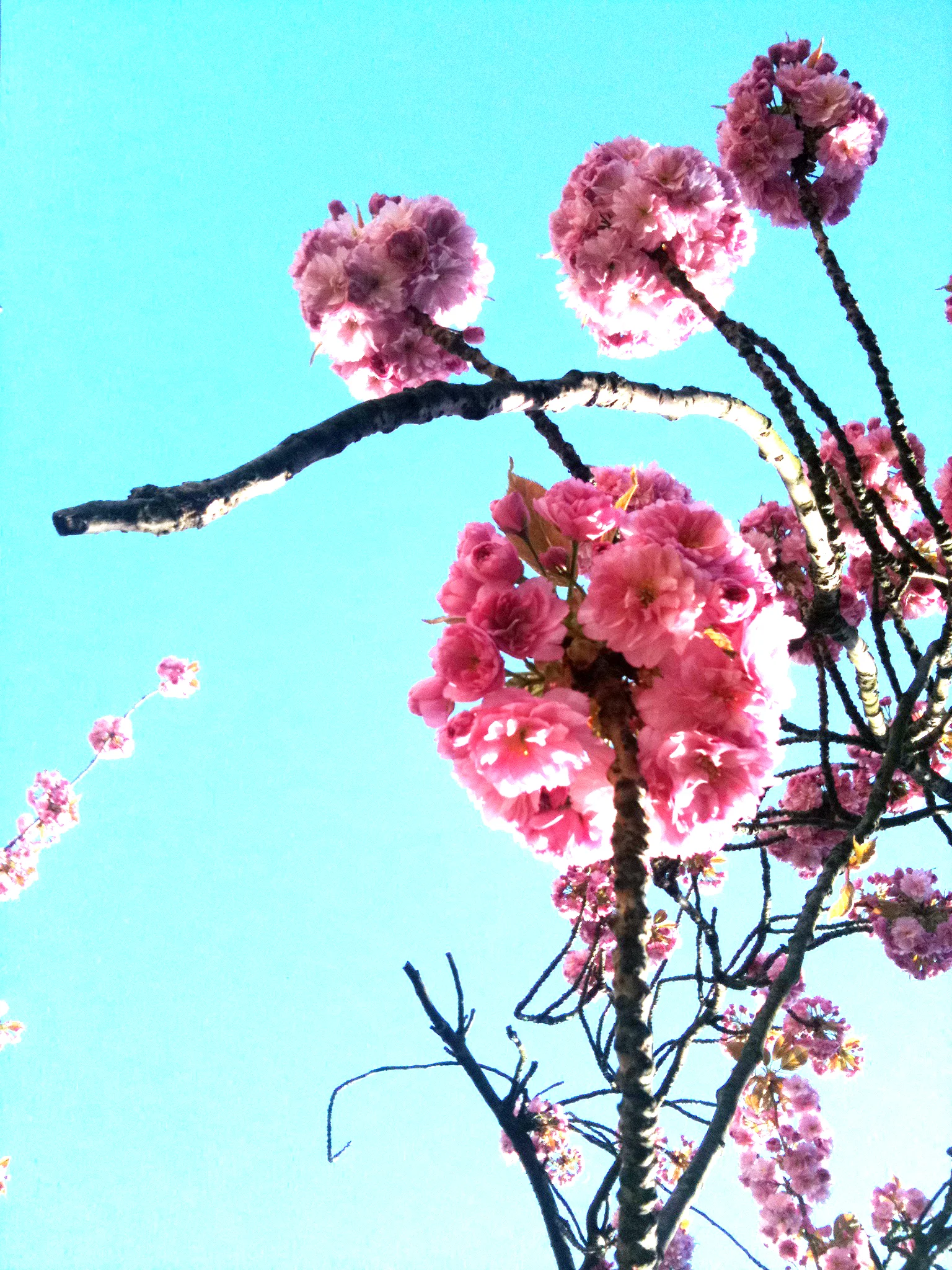 SPRING, COLOURS OF JOY