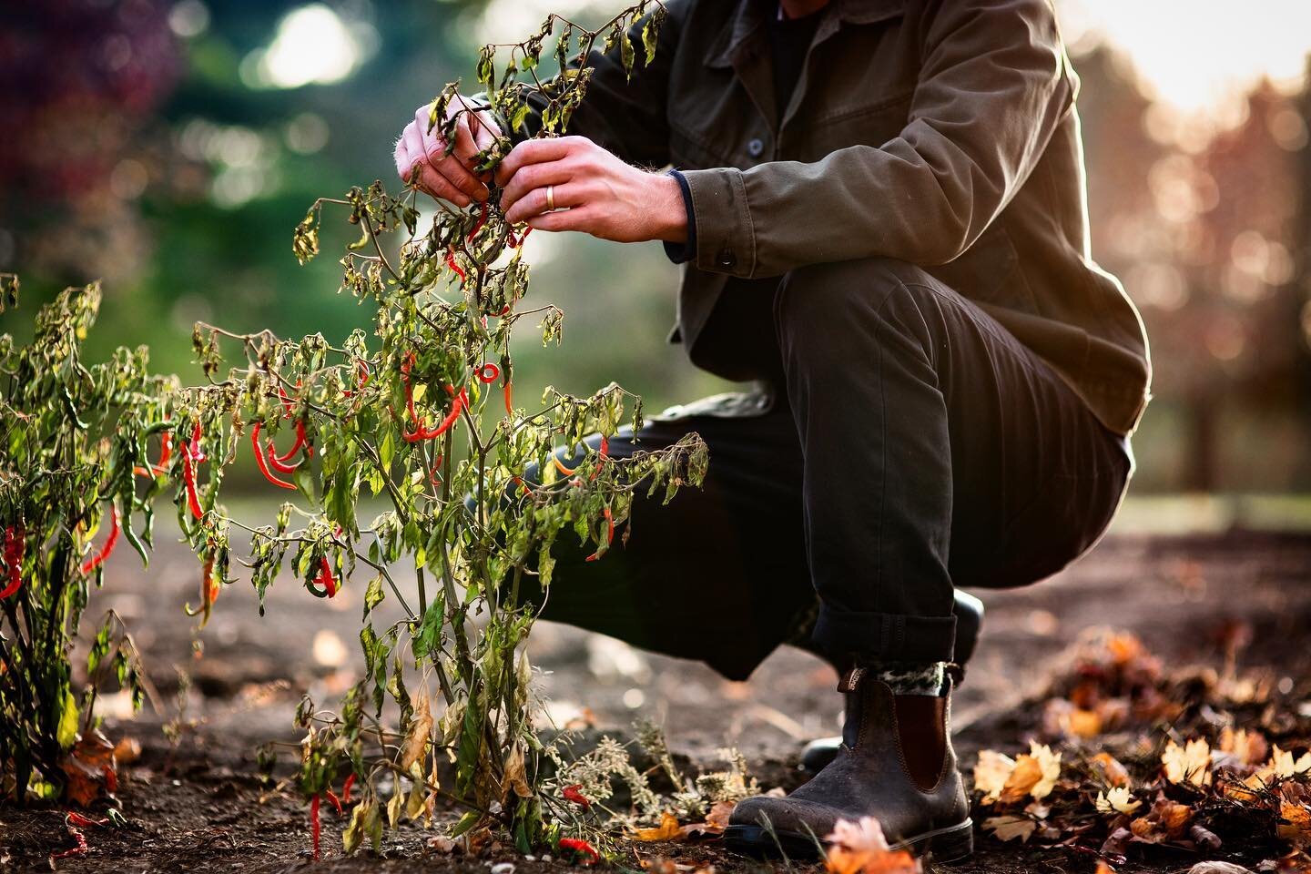 partnered with @elliottpapineau x @blundstoneusa @85sixty to document life on @___the__farm___ and in the boots 🥾🌶 #galdophoto