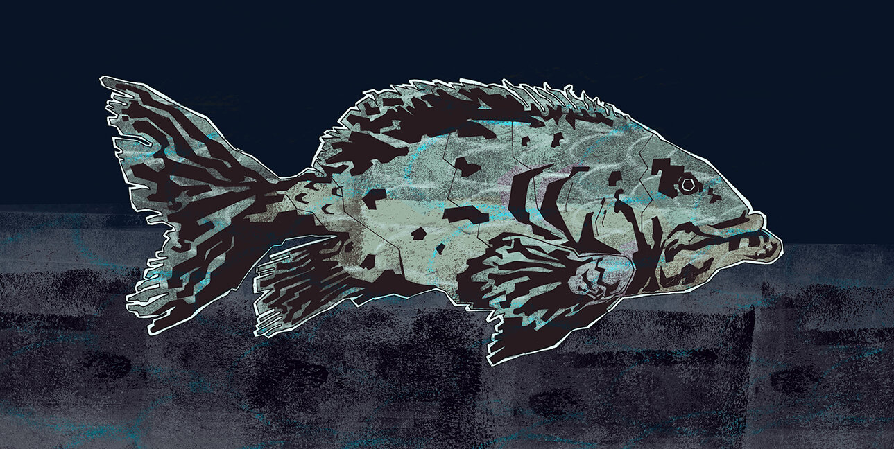 grouper smaller col.jpg