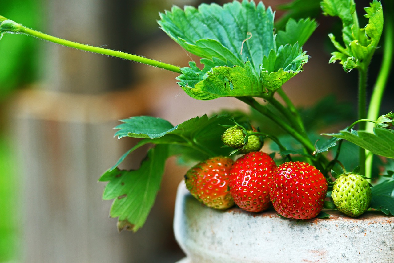 strawberries-4284068_1280.jpg