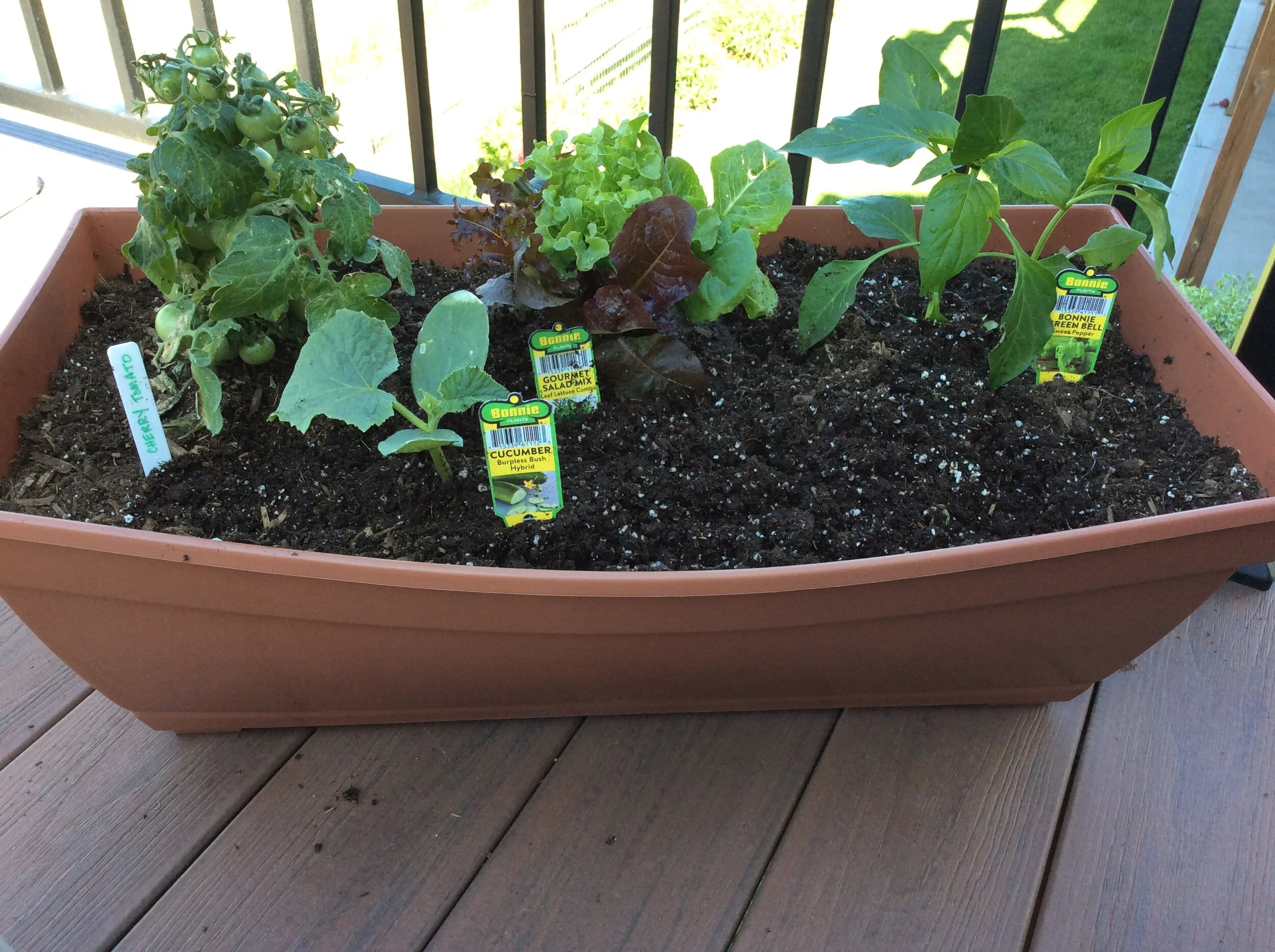 Fast Growing Vegetables to Start Indoors