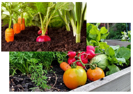 Close-up of a vegetable garden with carrots, radishes, tomatoes, and leafy greens growing in the soil.