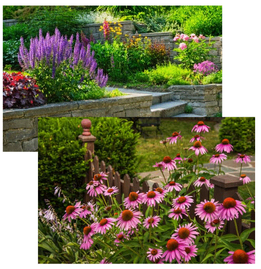 Colorful garden with purple, pink, and yellow flowers, stone steps, and a small wooden fence.