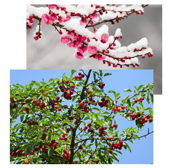 Two images of trees: the top with pink blossoms covered in snow, and the bottom with green leaves and red berries against a blue sky.