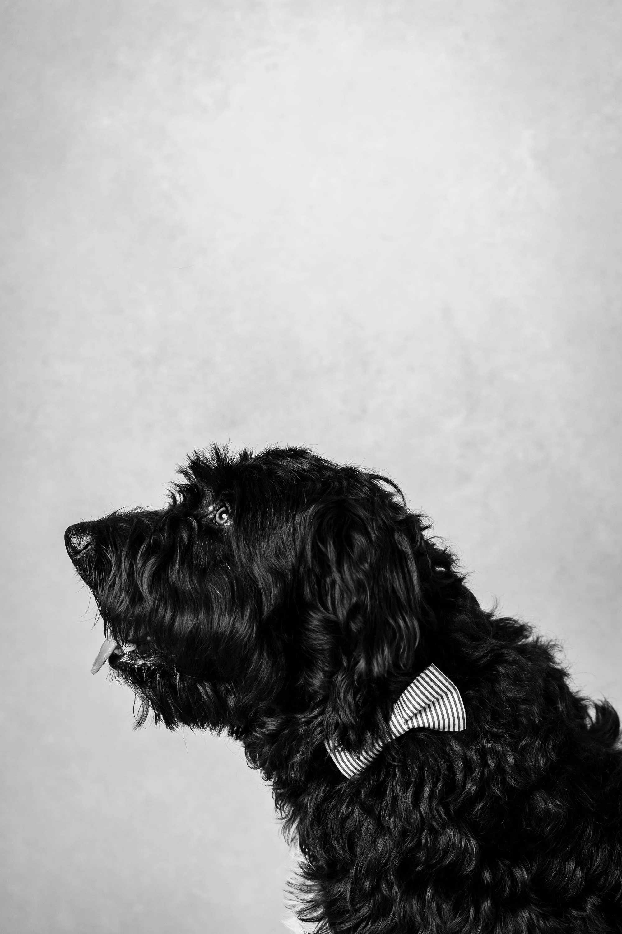 bremerton-dog-photographer-31.JPG