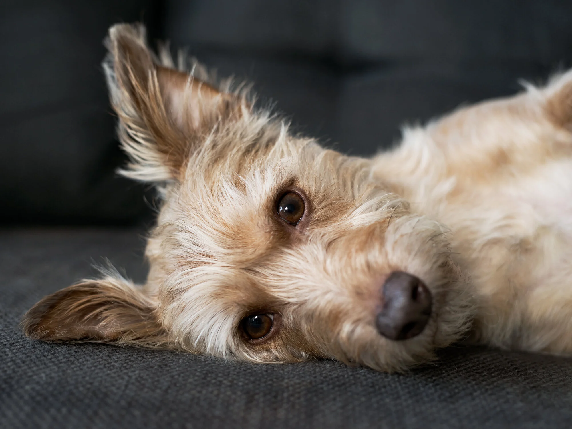 008 Animal Companions Diana Haskell pet photography family photography fine art NYC.jpg