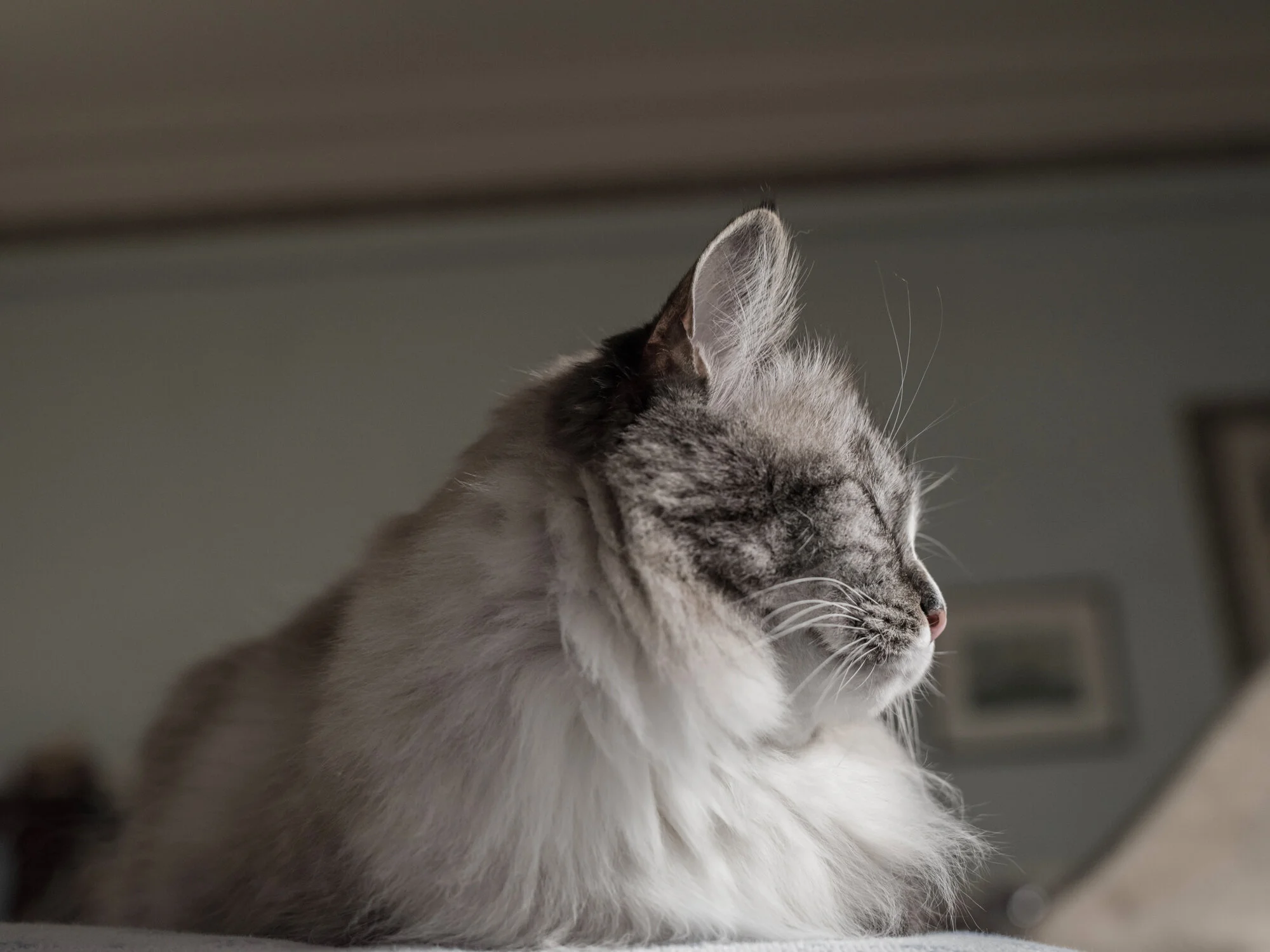 011 Animal Companions Diana Haskell pet photography family photography fine art NYC.jpg