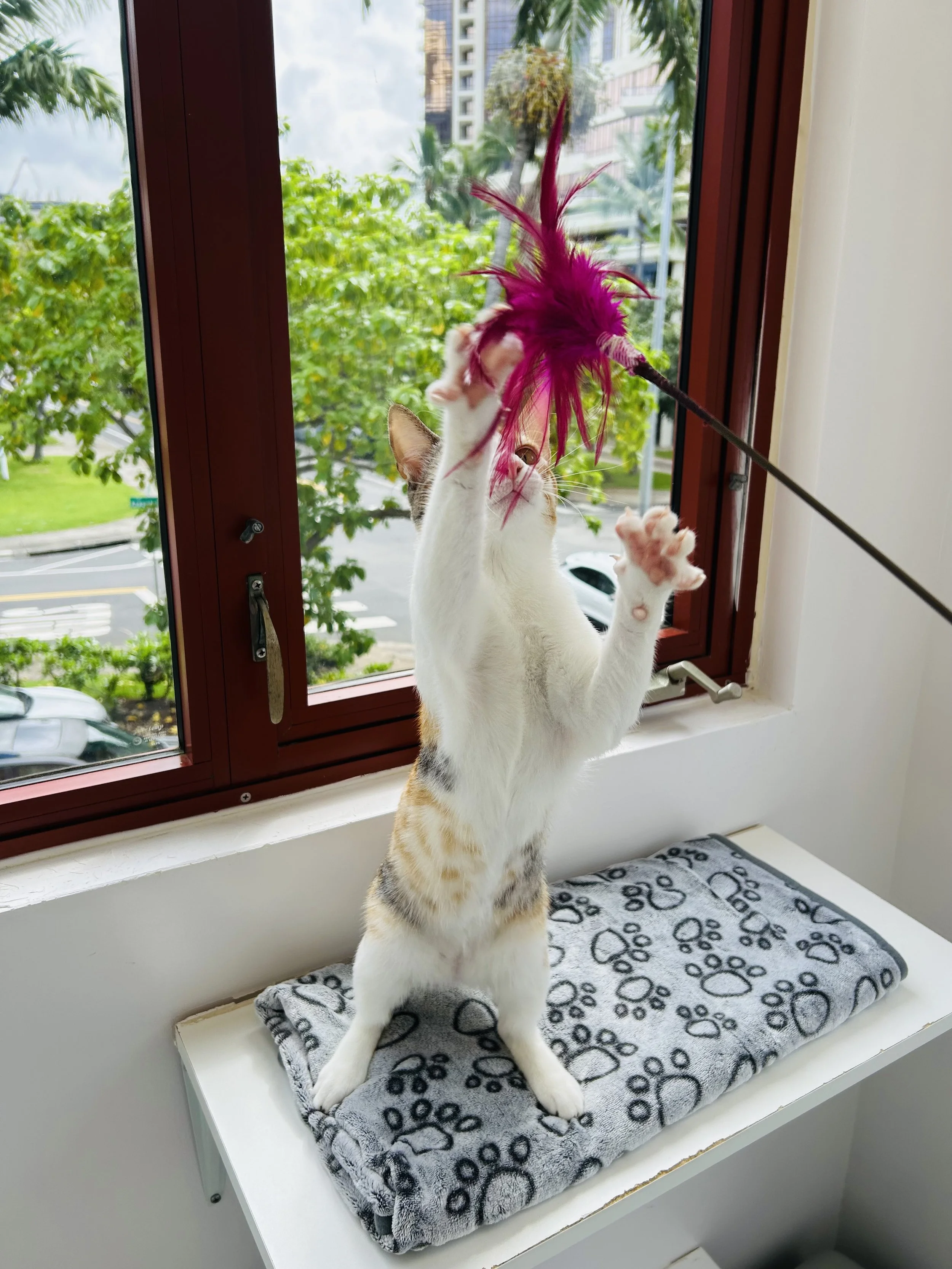 Pounce Hawaii Cat Hotel Boarding Cat Playing Honolulu.jpeg