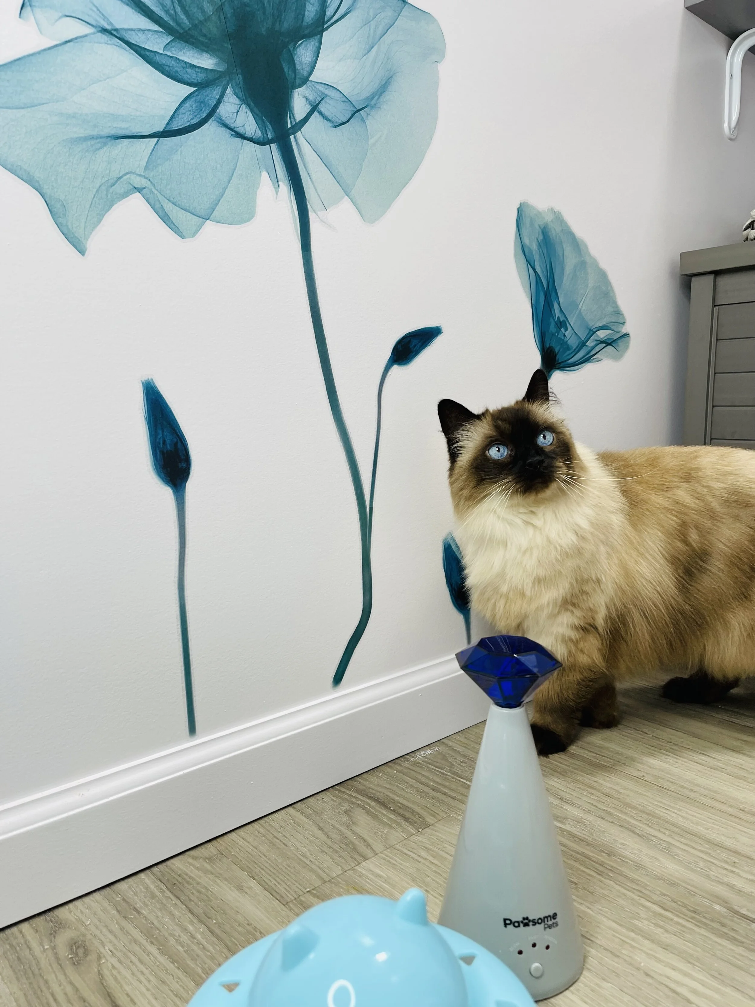Honolulu's Best Cat Boarding — Pounce Hawaii