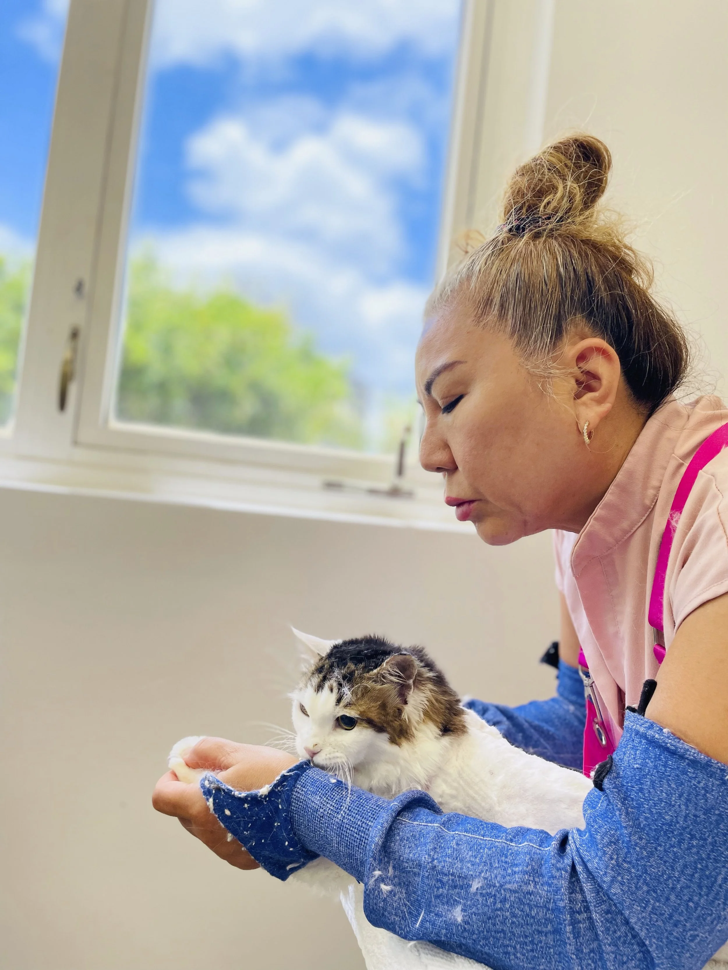 Cat Grooming Honolulu — Pounce Hawaii