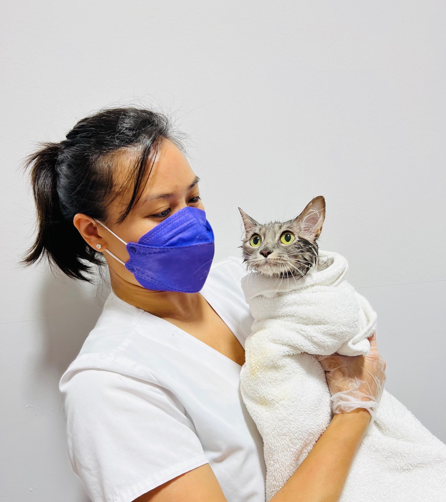 Boretta Lim Grooming Holding Cat Towel Pounce Hawaii.jpg