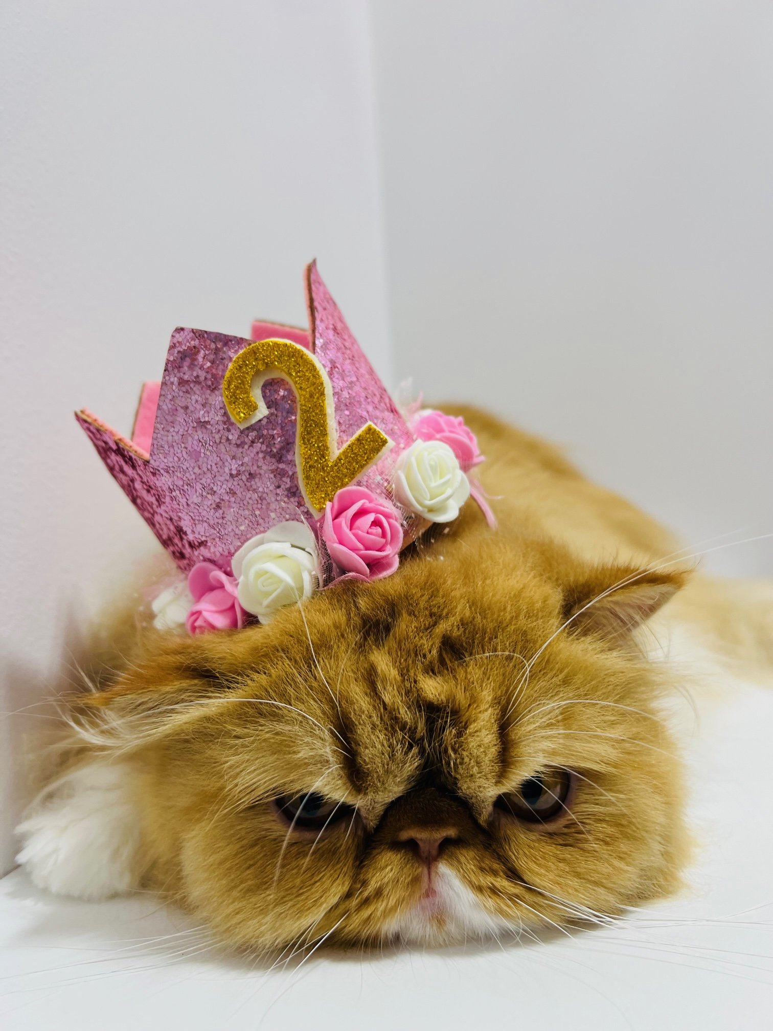 Cat Grooming Honolulu Birthday Hat Cat Pounce Hawaii.jpg